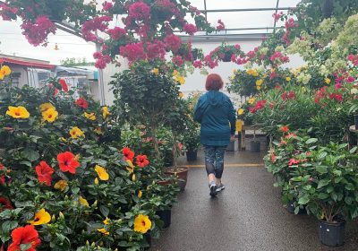 A woman walking in a greenhouse of flowers and plants A woman walking in a greenhouse of flowers and plants