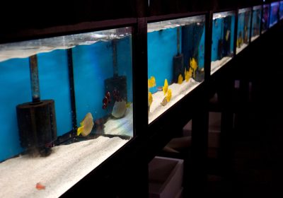 Fish tanks Fish tanks