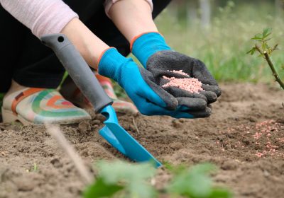 Mineral chemical granulated fertilizer in hands of woman working in spring garden Mineral chemical granulated fertilizer in hands of woman working in spring garden