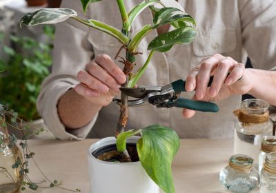 Woman’s hands cutting philodendron white wizard plant stem for propagation Woman's hands cutting philodendron white wizard plant stem for propagation